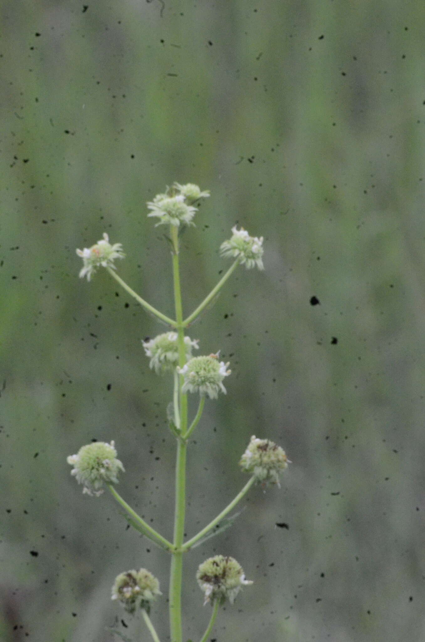 Image of clustered bushmint