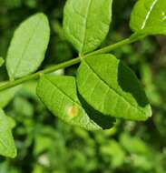 Image of Puccinia andropogonis Schwein. 1832