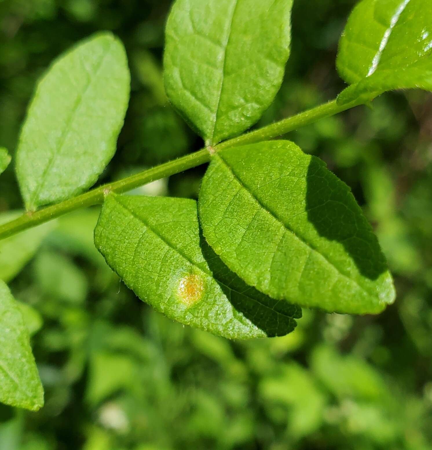 صورة Puccinia andropogonis Schwein. 1832