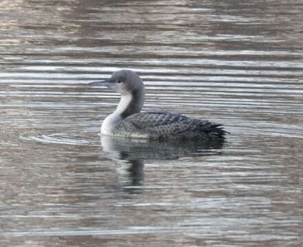 Image of Pacific Diver