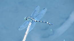 صورة Ictinogomphus rapax (Rambur 1842)