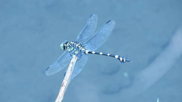 صورة Ictinogomphus rapax (Rambur 1842)