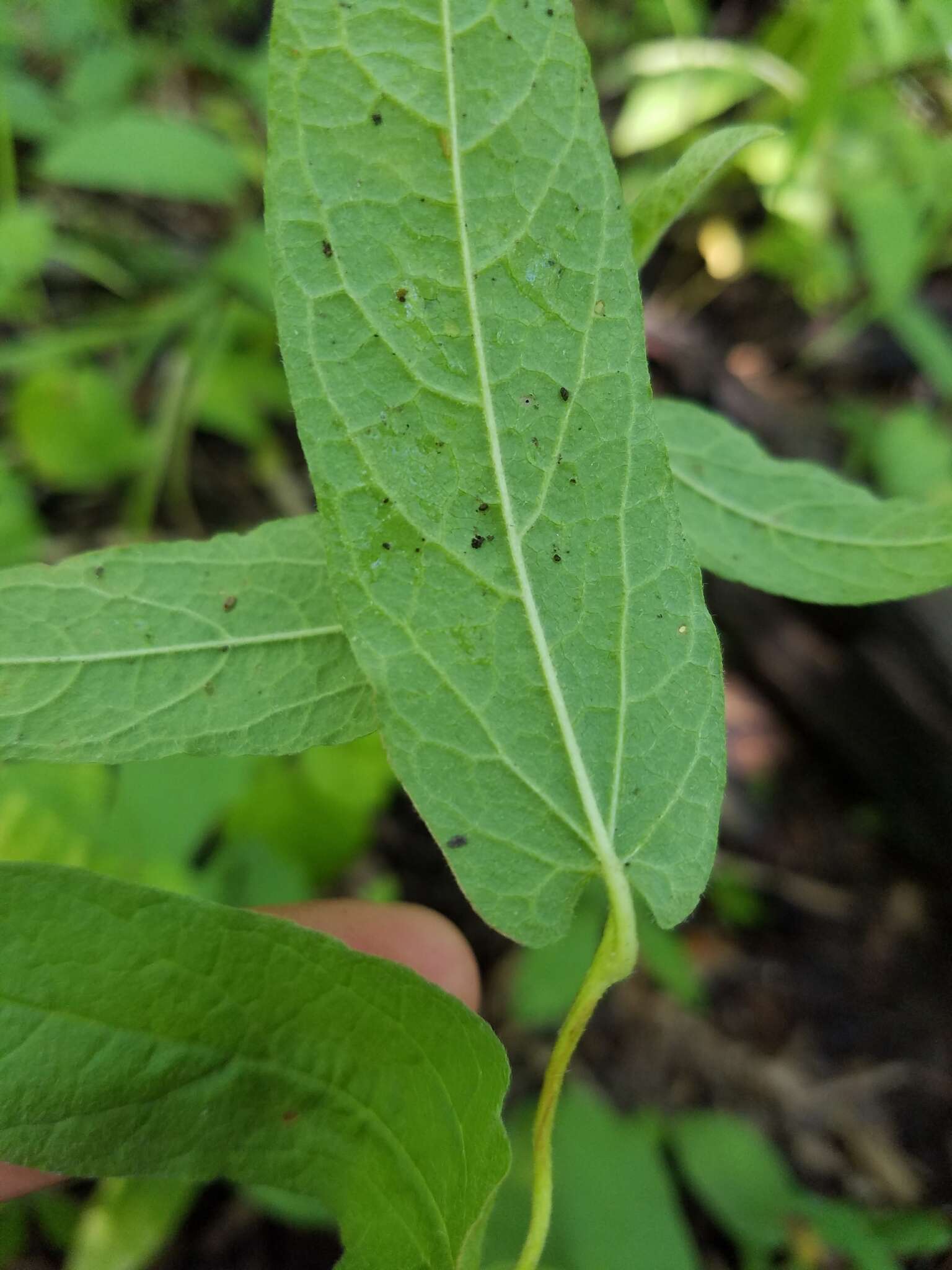 Image of low false bindweed