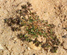 Imagem de Polycarpon succulentum (Del.) J. Gay