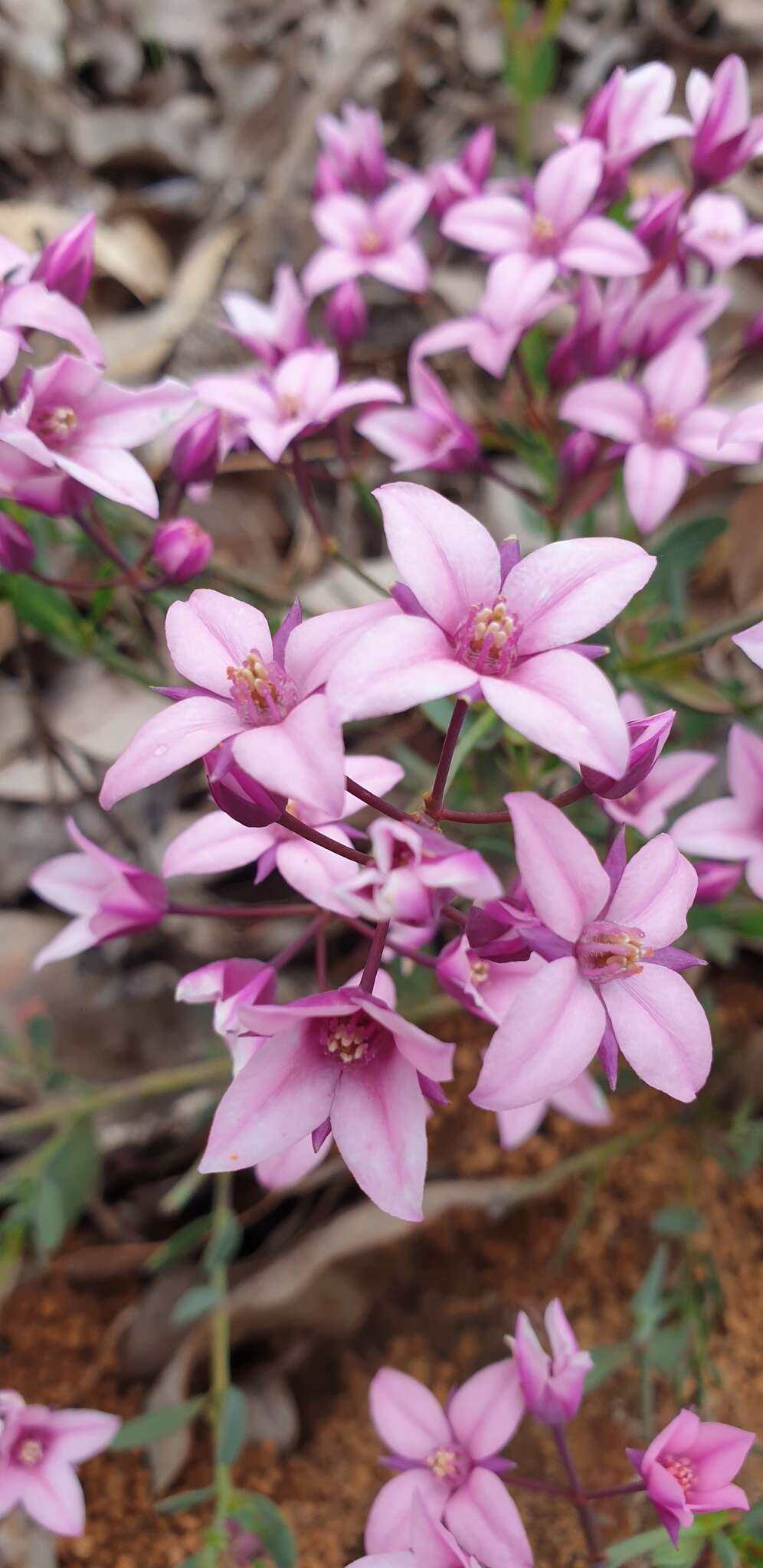 Image de Boronia fastigiata Bartl.