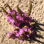 Image of cowpea witchweed