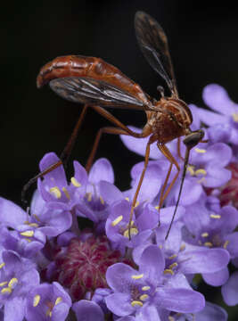 Sivun Leptynoma sericea Westwood 1876 kuva