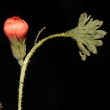 Image of Nototriche coccinea A. W. Hill