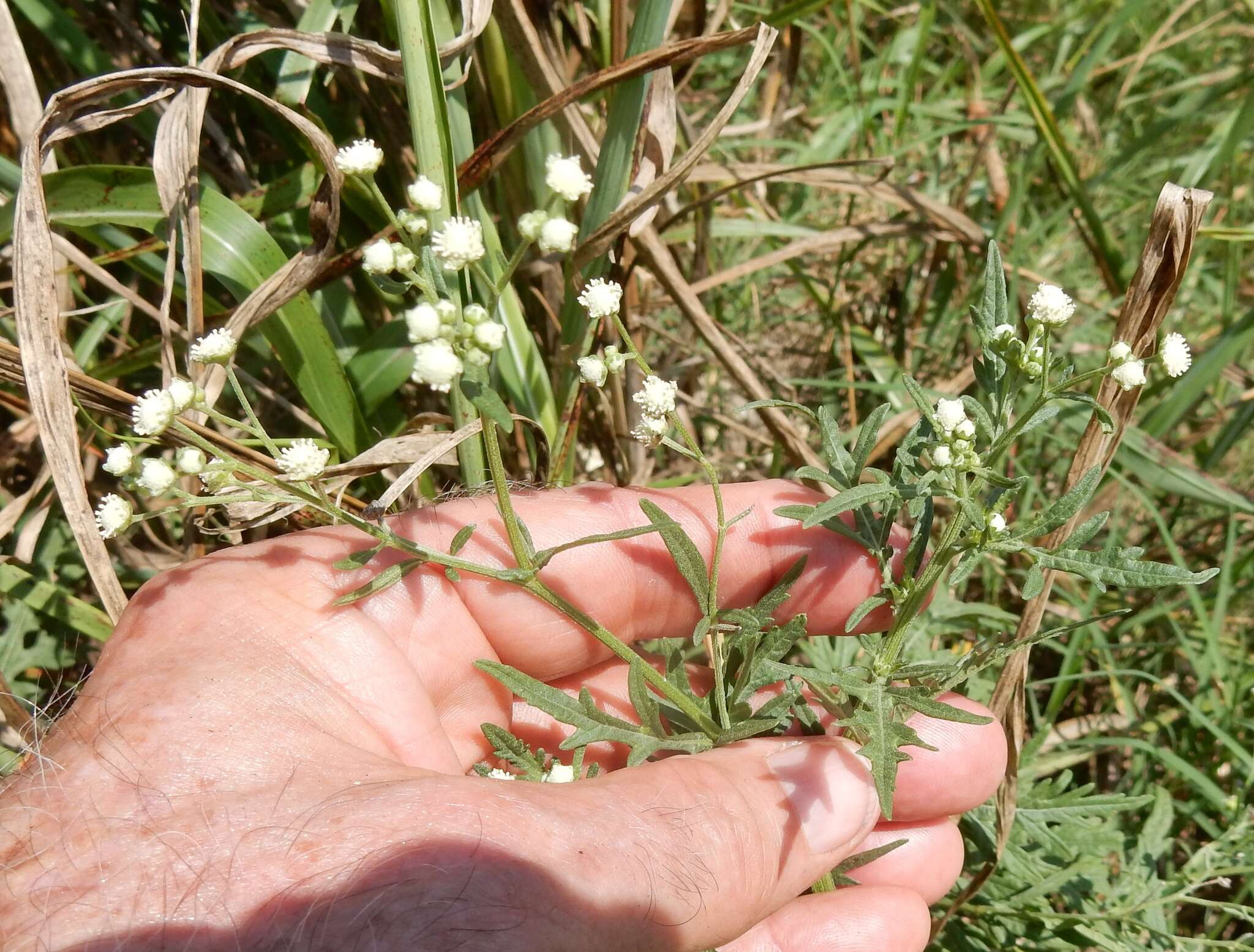 Image of Santa Maria feverfew