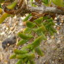 Image of Pteronia hirsuta L. fil.