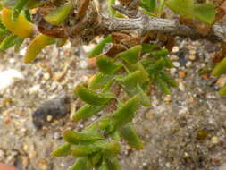 Image of Pteronia hirsuta L. fil.