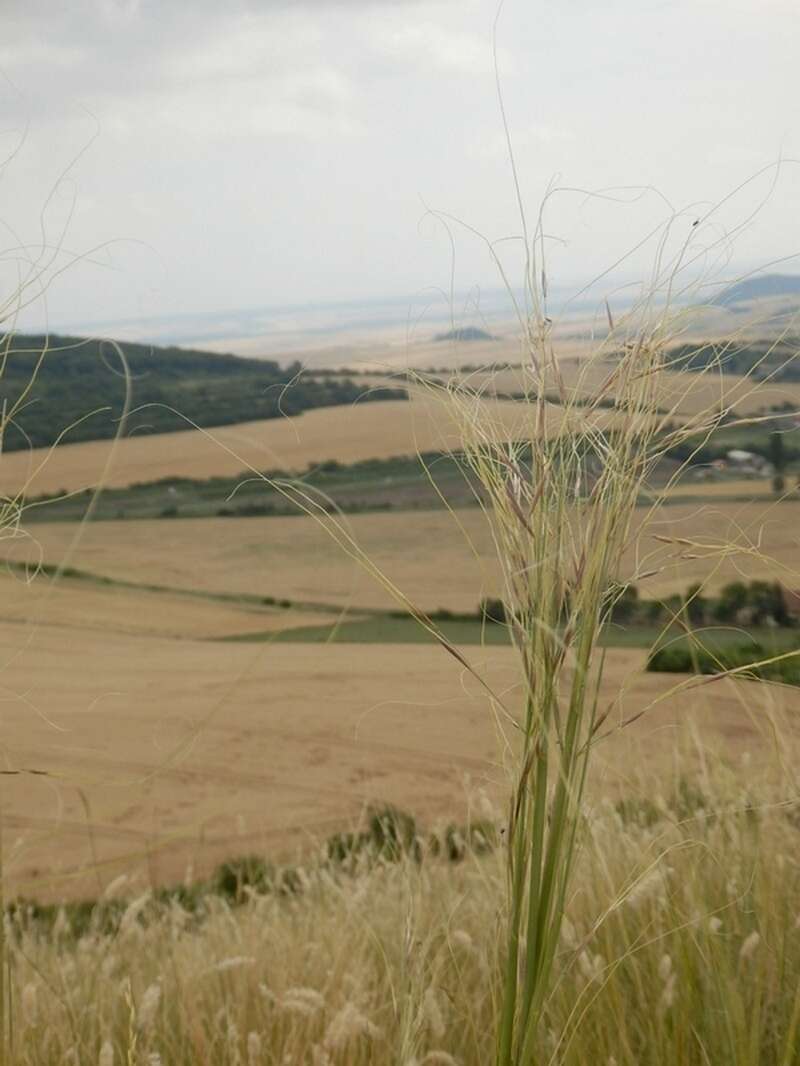 Imagem de Stipa capillata L.