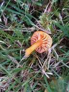 Image de Hygrocybe insipida (J. E. Lange) M. M. Moser 1967