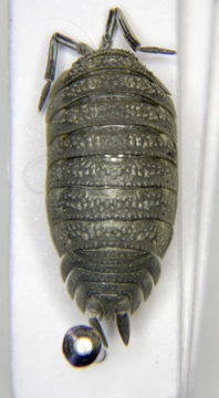 Image of <i>Porcellionides cingendus</i> (Kinahan 1857)