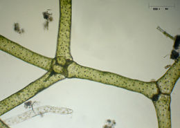 Image of <i>Hydrodictyon reticulatum</i>