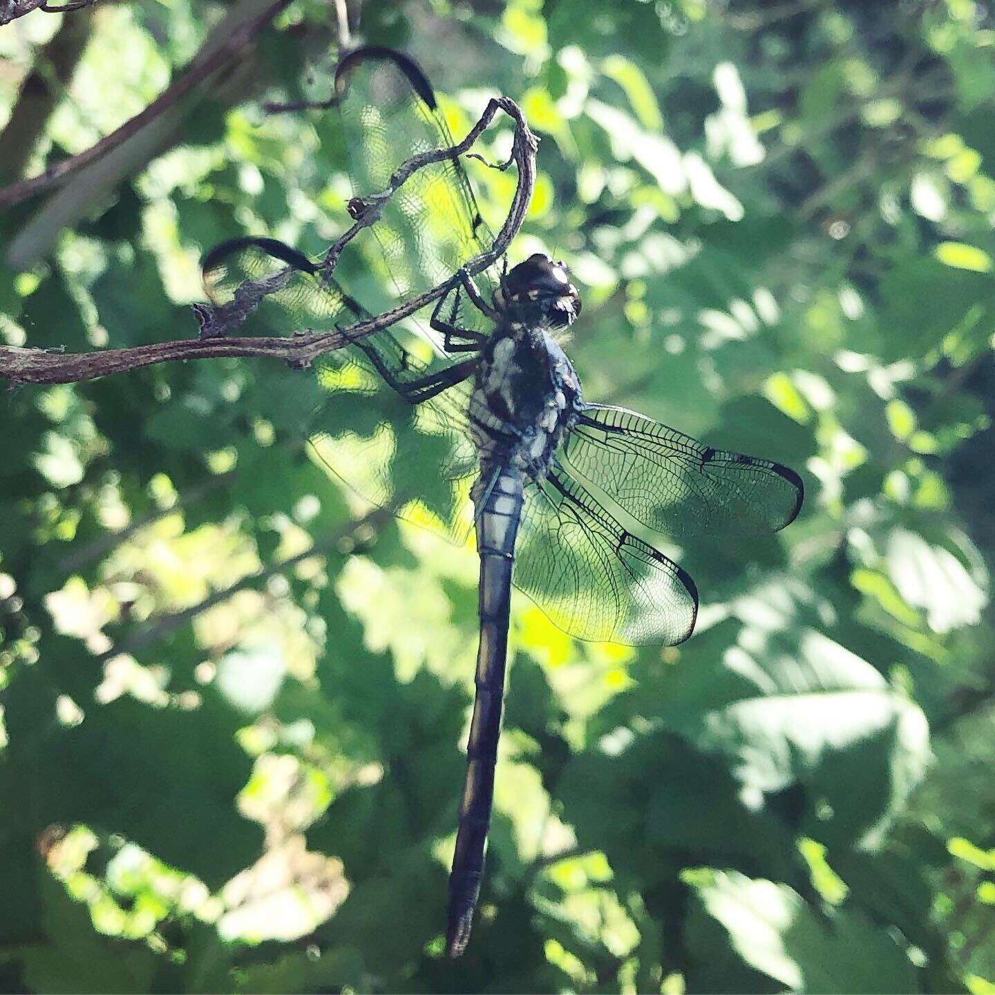 Image of Bar-winged Skimmer