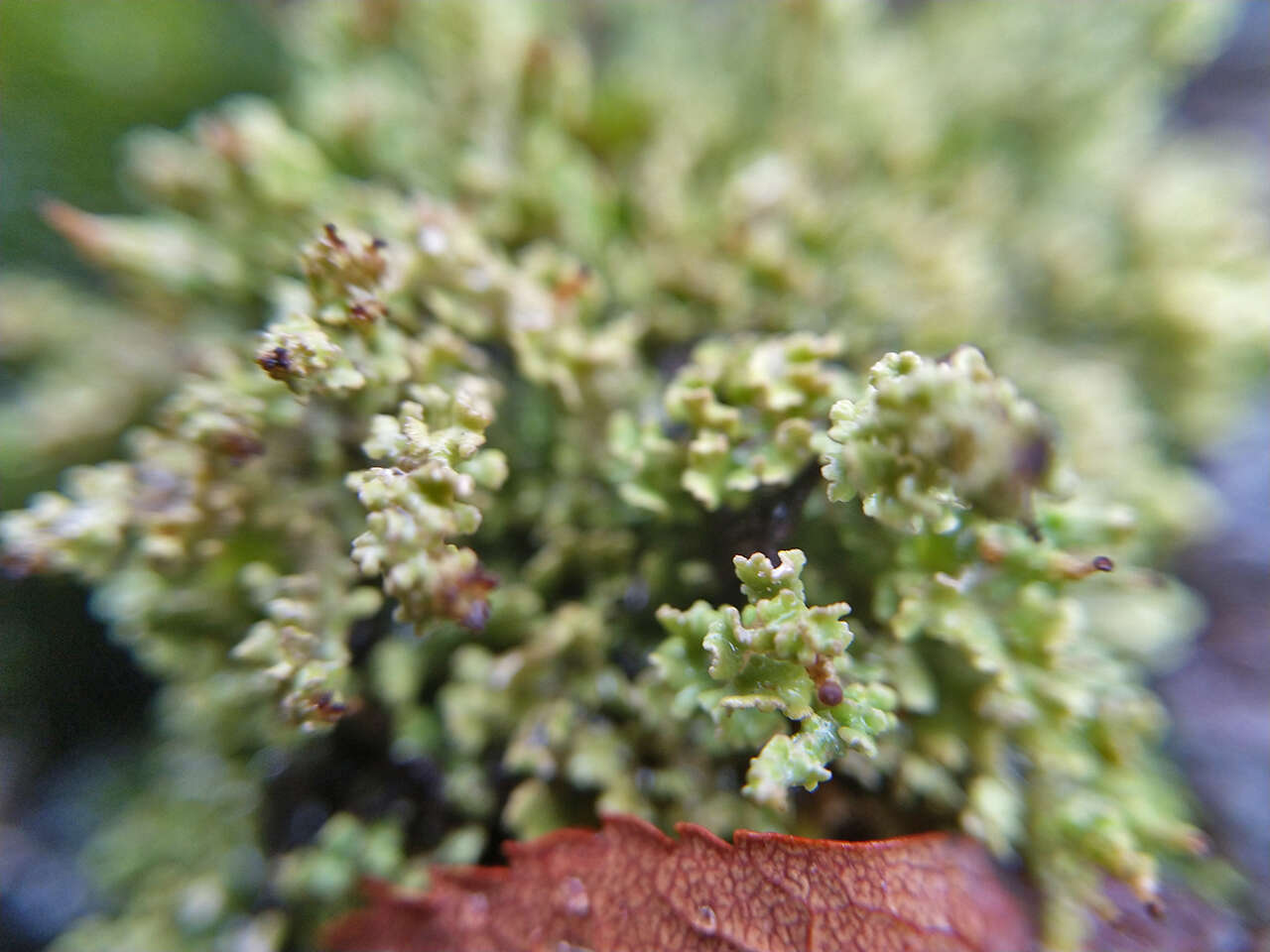 Cladonia phyllophora Hoffm.的圖片