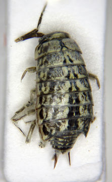 Image of <i>Porcellio spinicornis</i> Say 1818