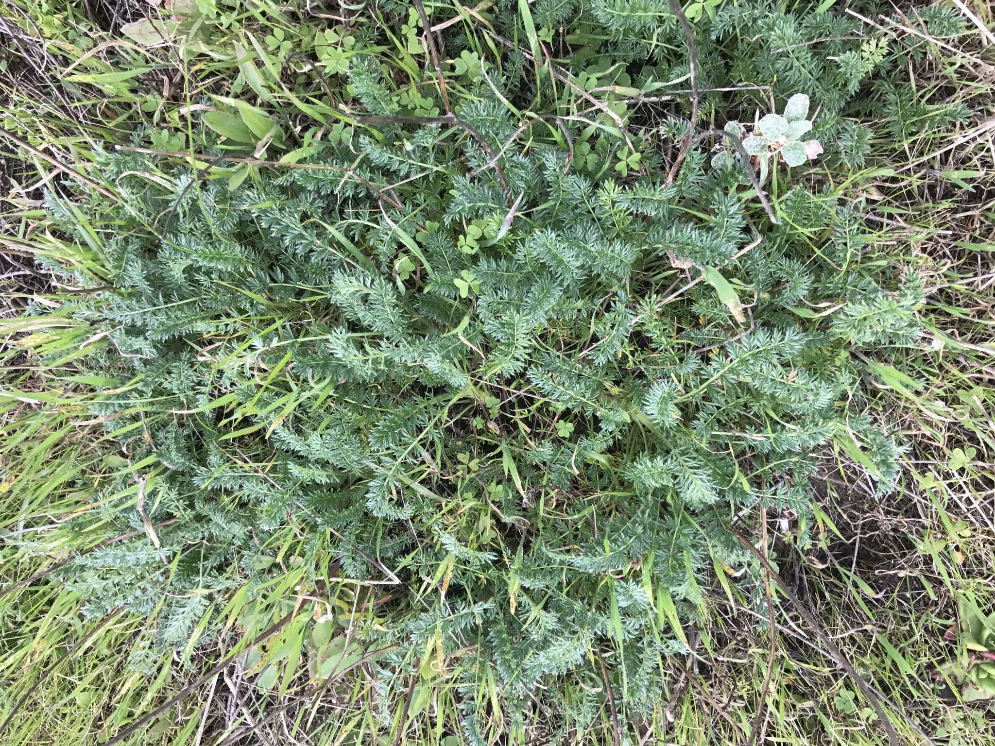 Plancia ëd Acaena pinnatifida var. californica (Bitter) Jeps.