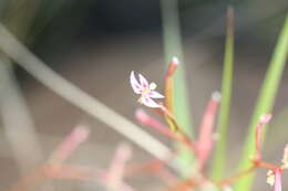 Image de Stylidium cordifolium W. V. Fitzg.
