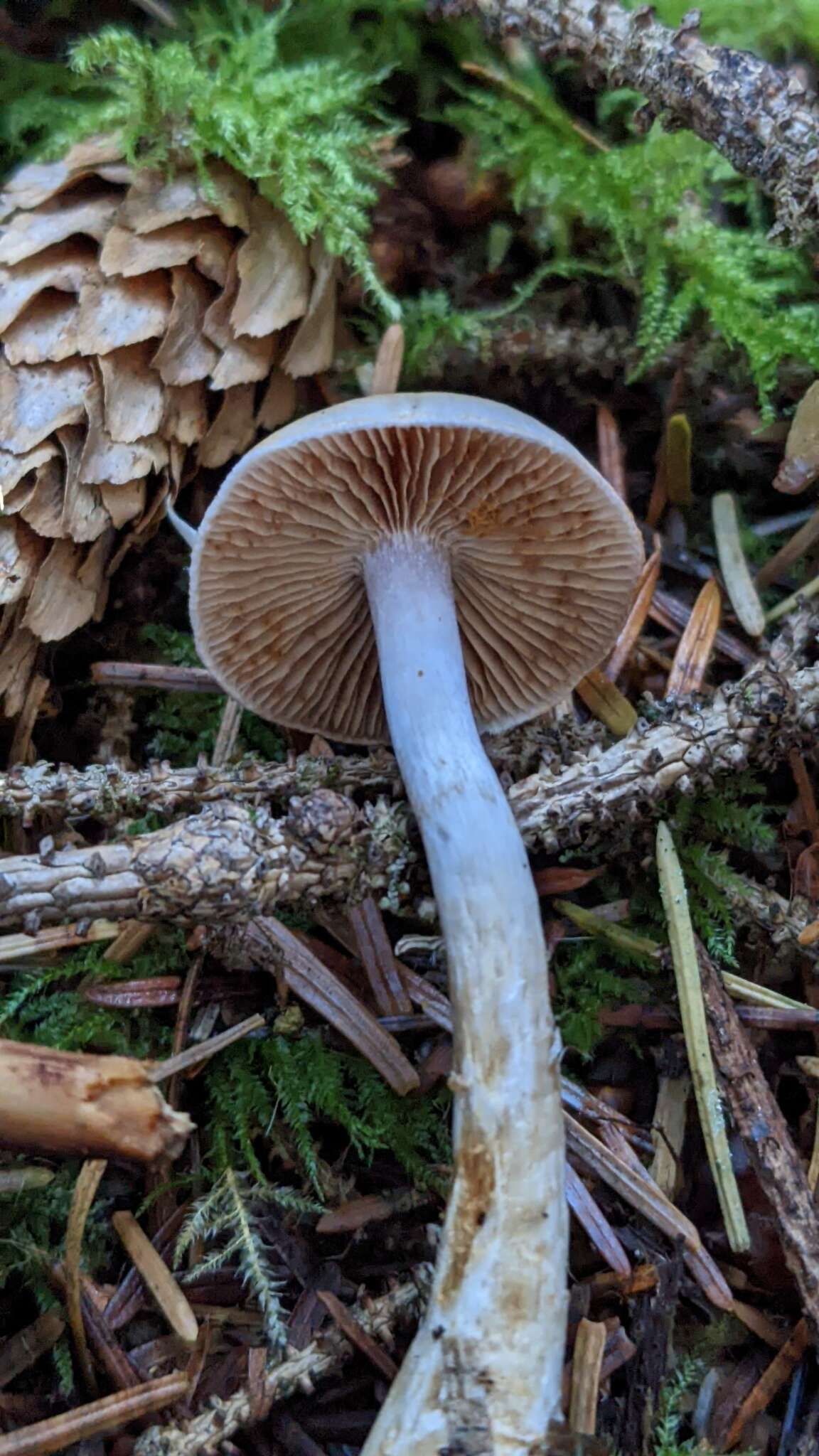 Image of Cortinarius oregonensis A. H. Sm. 1939