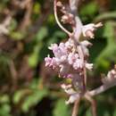 Plancia ëd Cuscuta lehmanniana A. Bunge