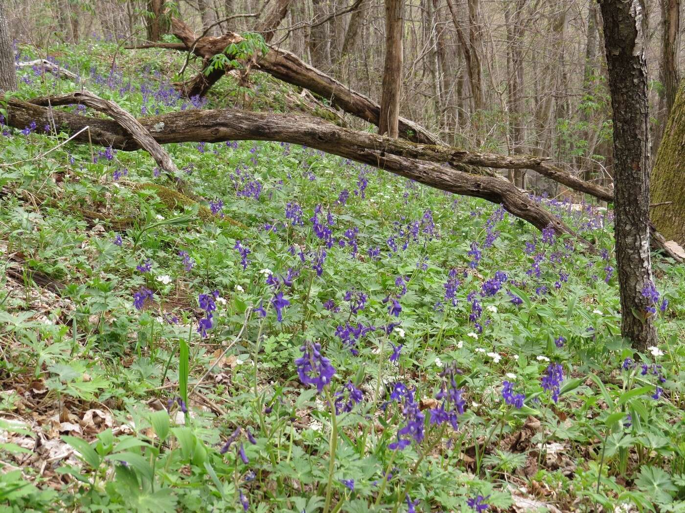 Image of dwarf larkspur