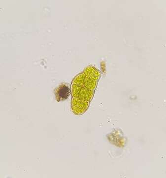 Image of zygodon moss