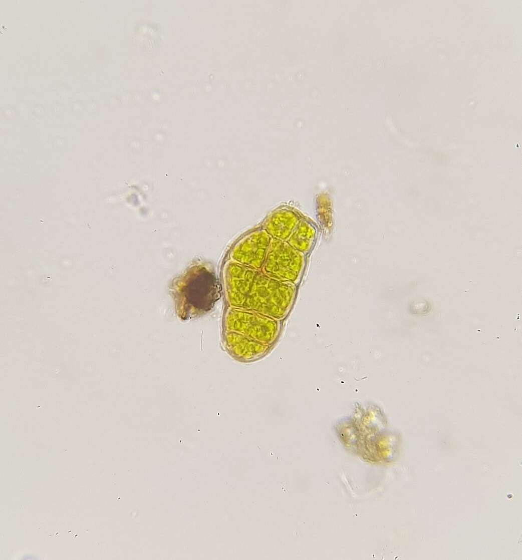 Image of zygodon moss