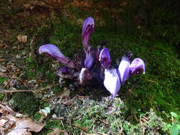 Image of Lathraea clandestina L.