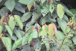 Image of Bay-headed Tanager