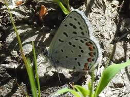 Image of Icaricia lupini lutzi