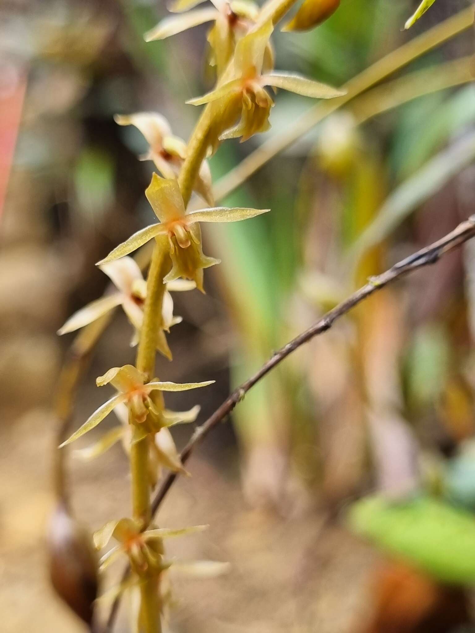 صورة Dendrochilum grandiflorum (Ridl.) J. J. Sm.