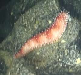 Image of white-knobbed sea cucumber