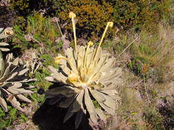 Слика од Espeletia conglomerata A. C. Smith