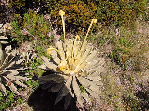 Plancia ëd Espeletia conglomerata A. C. Smith