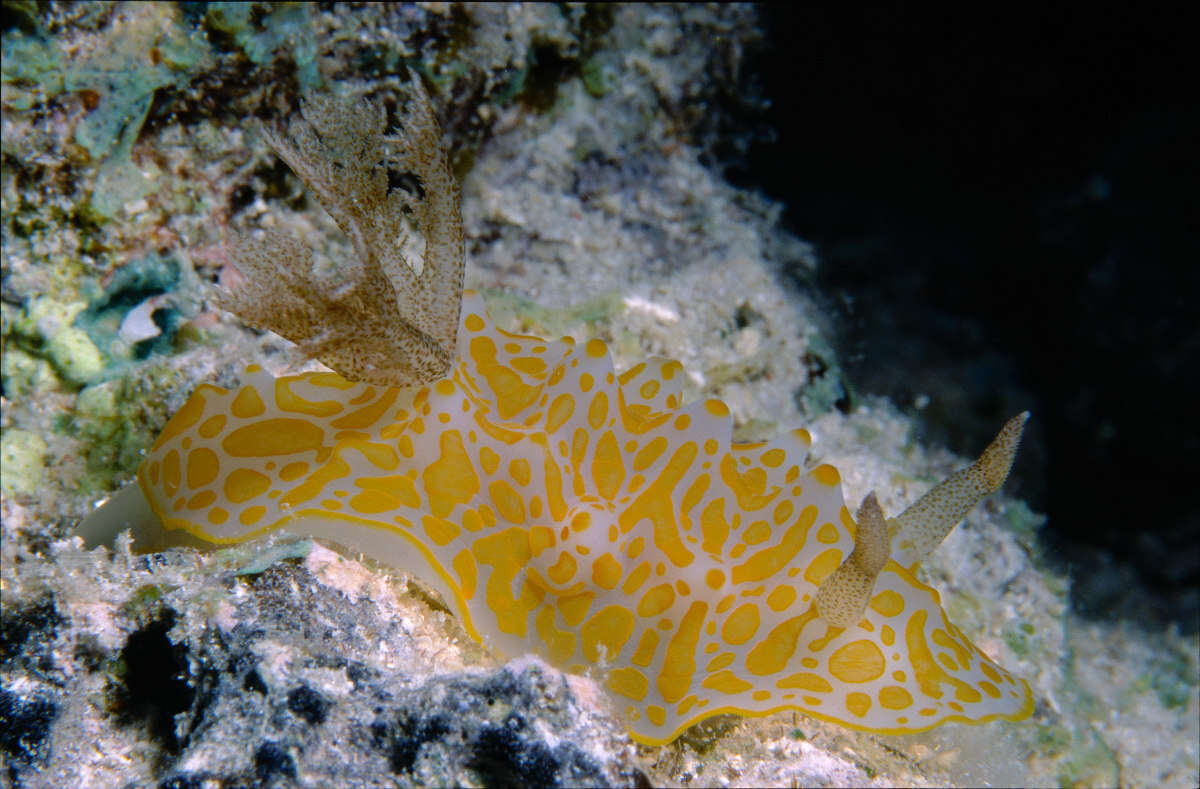 Image of Gold-spotted nudibranch