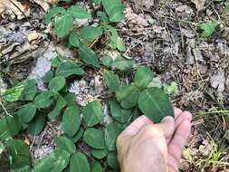 Sivun Desmodium humifusum (Muhl.) Beck kuva