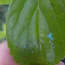 Image of Asian wooly hackberry aphid