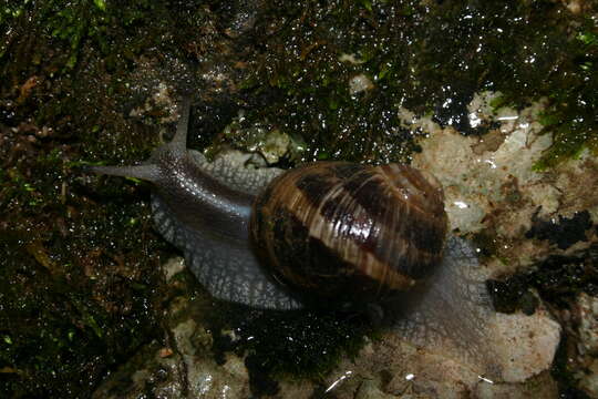 Image of <i>Cantareus subapertus</i>