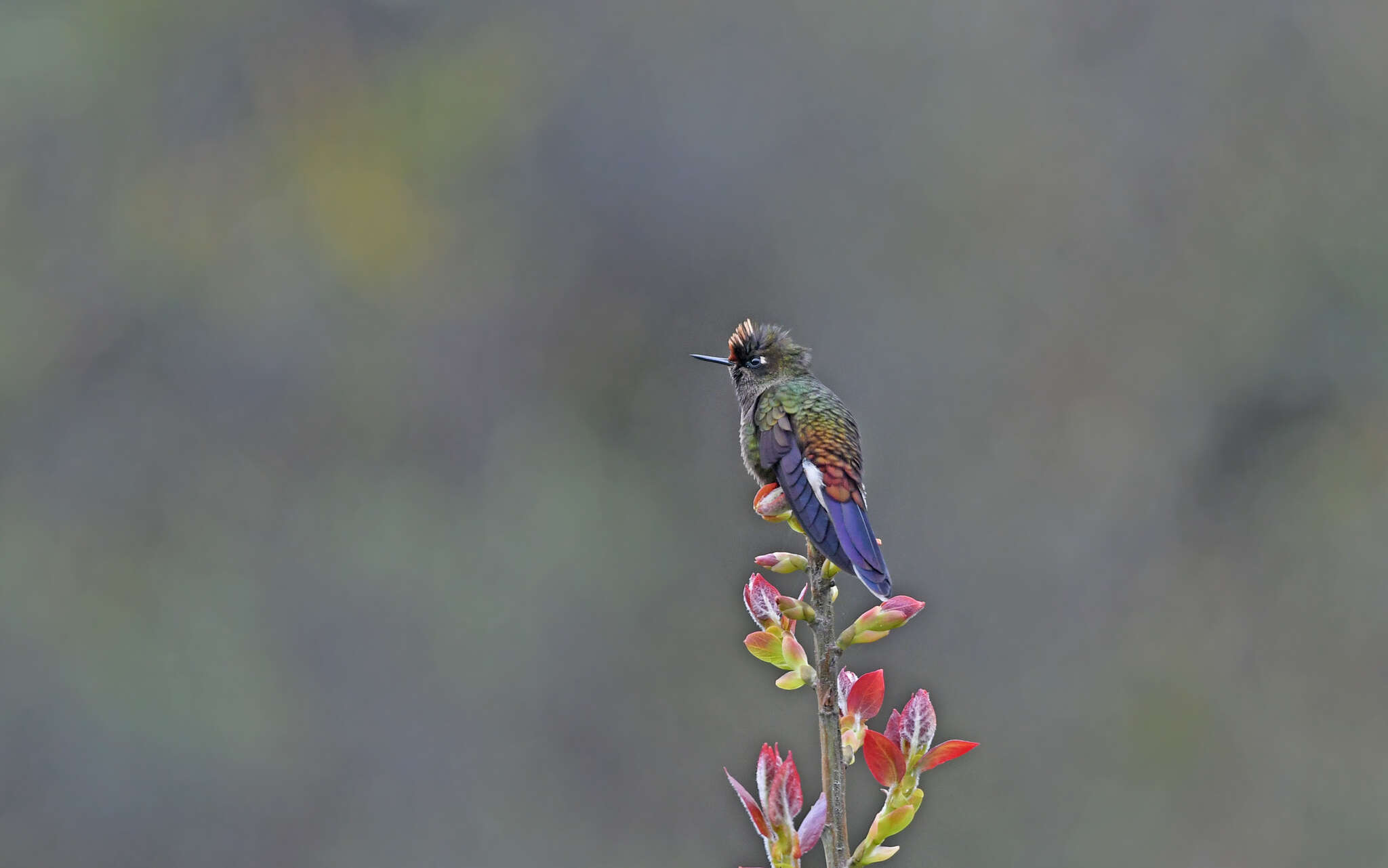 Image of Rainbow-bearded Thornbill