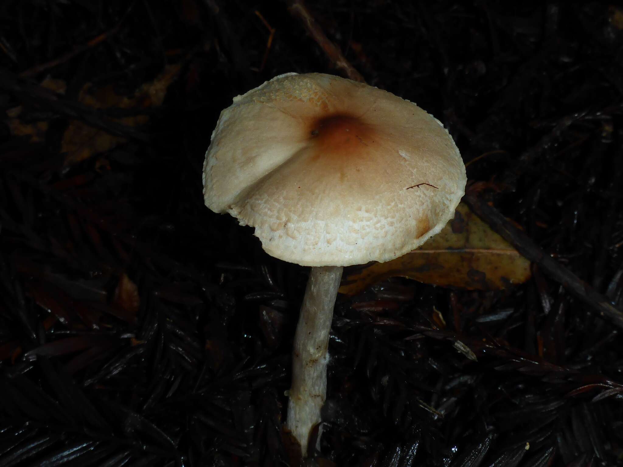 Lepiota castaneidisca Murrill 1912 resmi