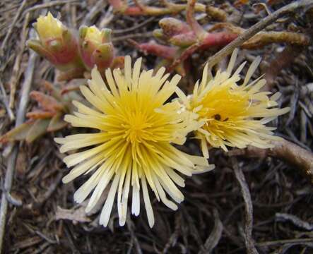 Image of Mesembryanthemum varians Haw.