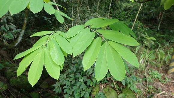 Слика од Millettia pachycarpa Benth.