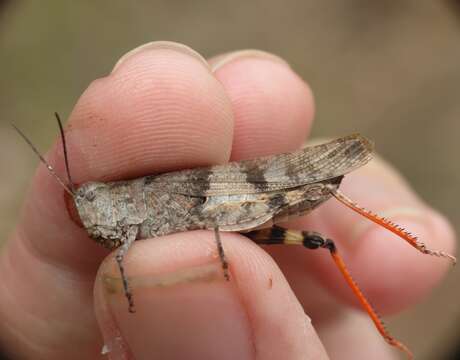 Trimerotropis modesta Bruner & L. 1889 resmi