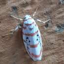 Cyana linatula (Swinhoe 1891) resmi