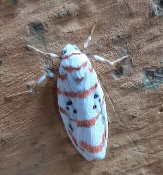 Cyana linatula (Swinhoe 1891) resmi