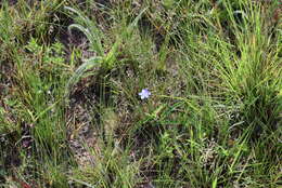 Image of Narrow heart love grass