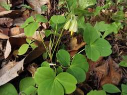 Image de Oxalis madrensis S. Wats.