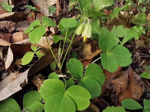 صورة Oxalis madrensis S. Wats.